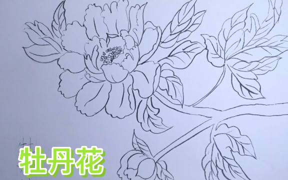 手绘牡丹花自学画画每日一画白描花卉哔哩哔哩bilibili