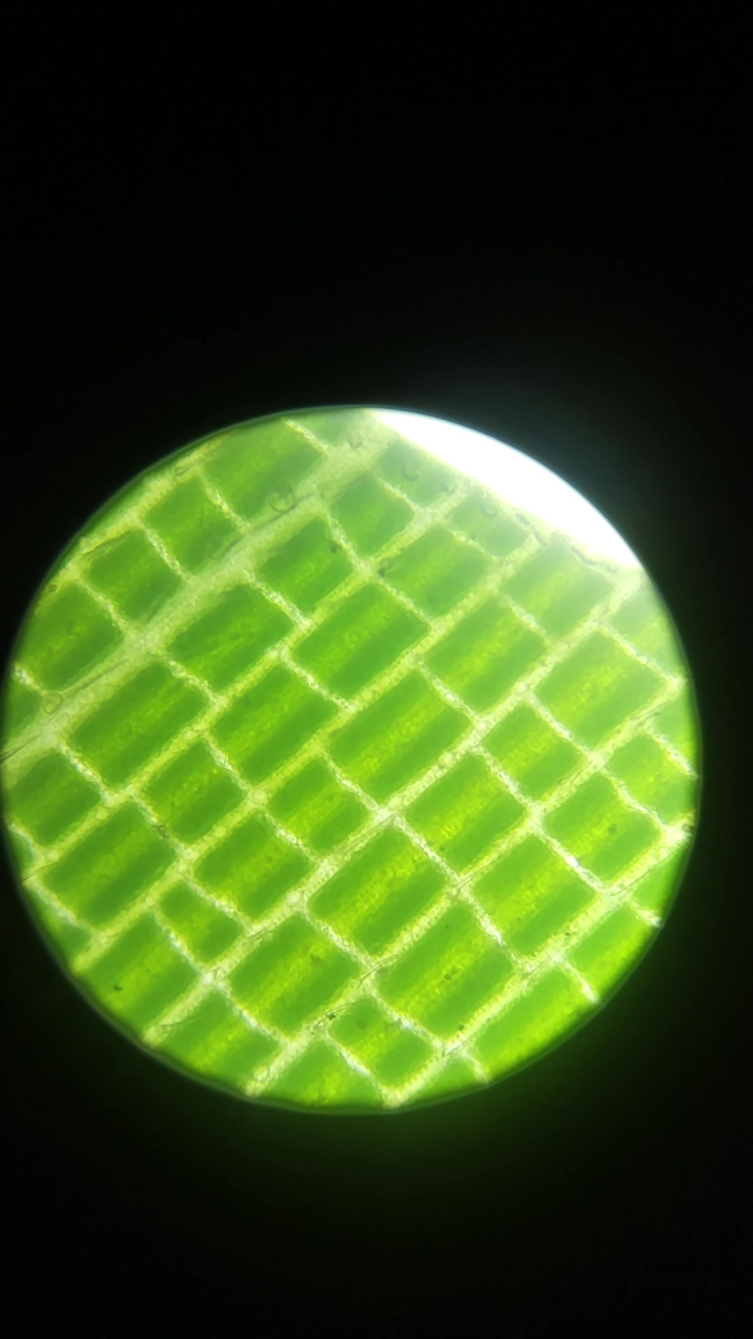 显微镜下的叶子图片