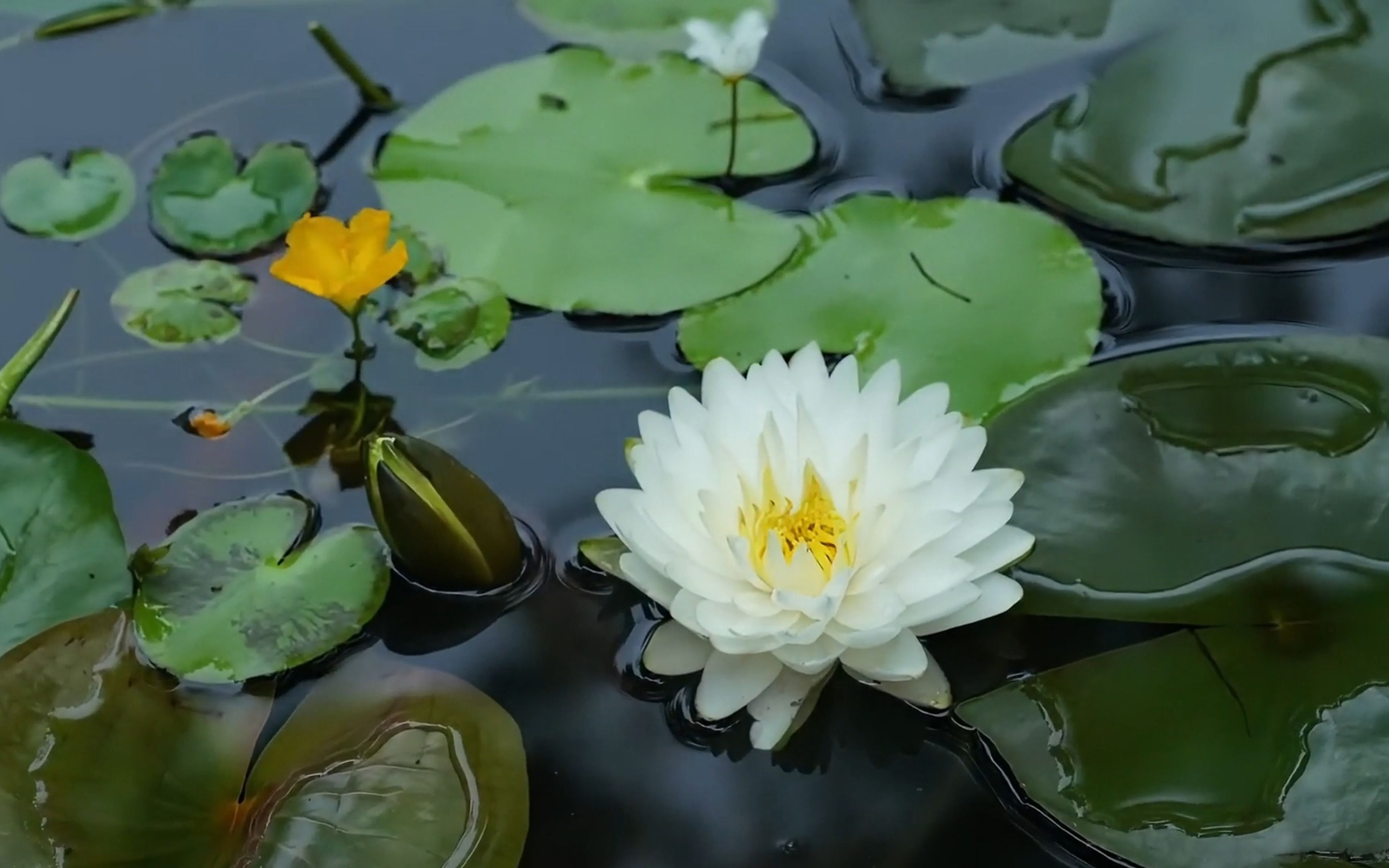 【原创】【延时摄影】每天来看一朵花开/睡莲(品种名“云端”)哔哩哔哩bilibili