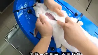 [4.4] 家兔血压实验手术