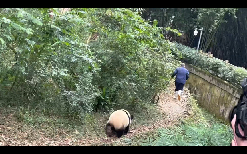 多多跟着爷爷跑,一会儿就跑懵圈了!(大熊猫福多多)哔哩哔哩bilibili