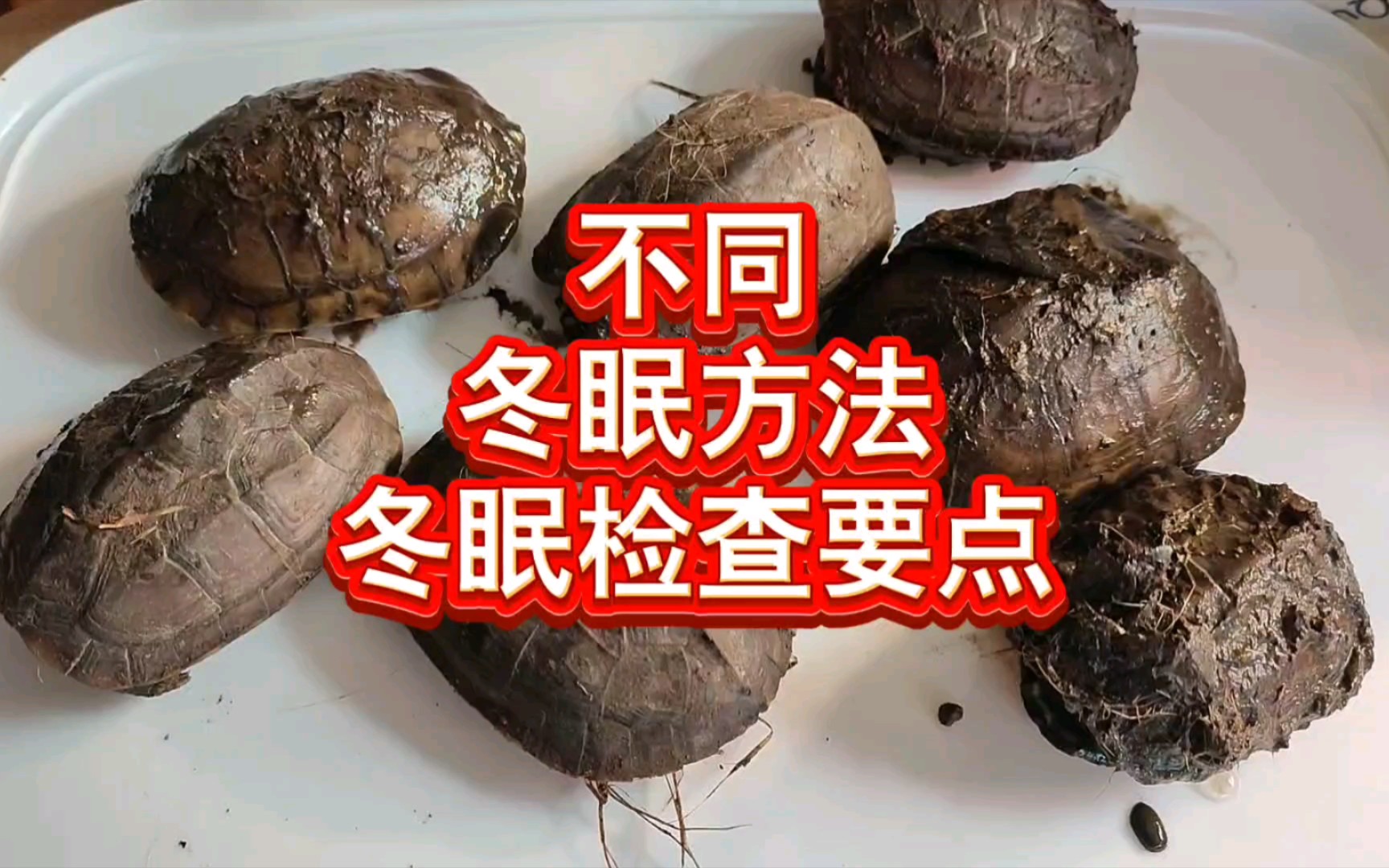 乌龟冬眠如何检查?5种常用冬眠方法冬眠检查要点和重点视频教程.乌龟浅水过冬、椰土冬眠、吸水树脂冬眠、湿毛巾湿衣服冬眠,乌龟冬眠过程检查方法...