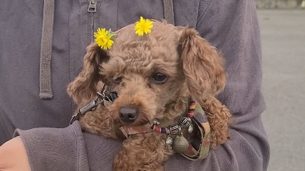 狗头放花挑战 2