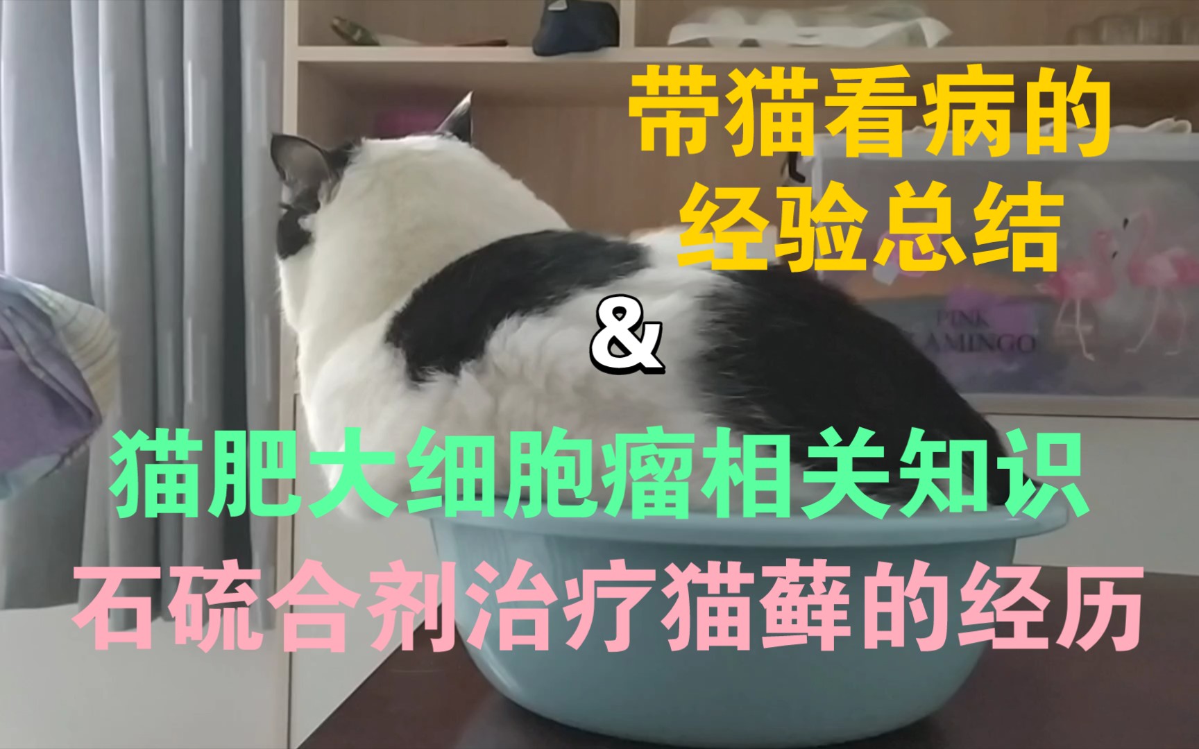 带猫看病的经验总结以及猫肥大细胞瘤/石硫合剂治疗猫藓经历分享哔哩哔哩bilibili