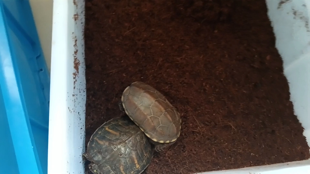 有乌龟冬眠醒来