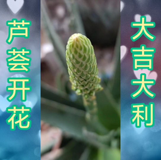 芦荟开花,见者吉祥!哔哩哔哩bilibili