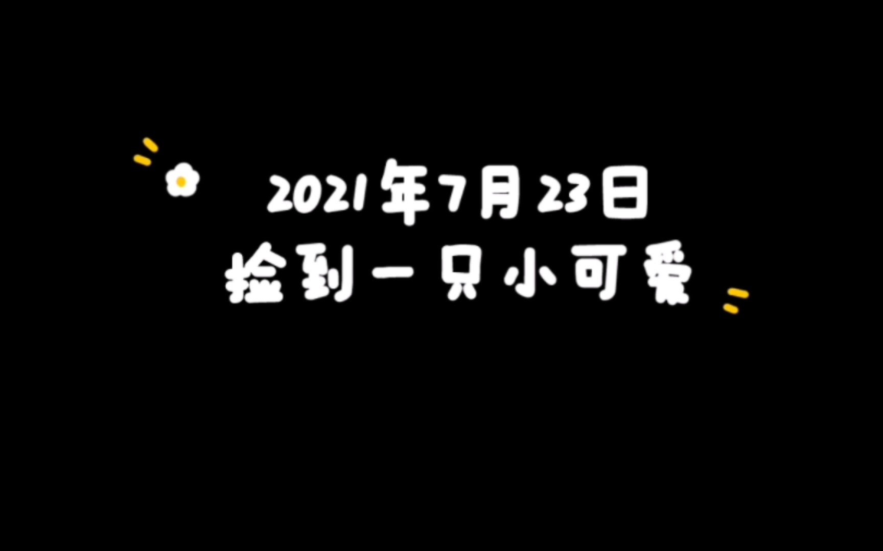 我家的小狗狗哔哩哔哩bilibili