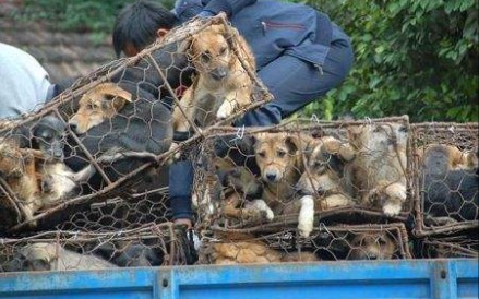 探讨吃狗肉,需要爱狗人士先学会爱人!文明爱狗,文明吃狗肉!