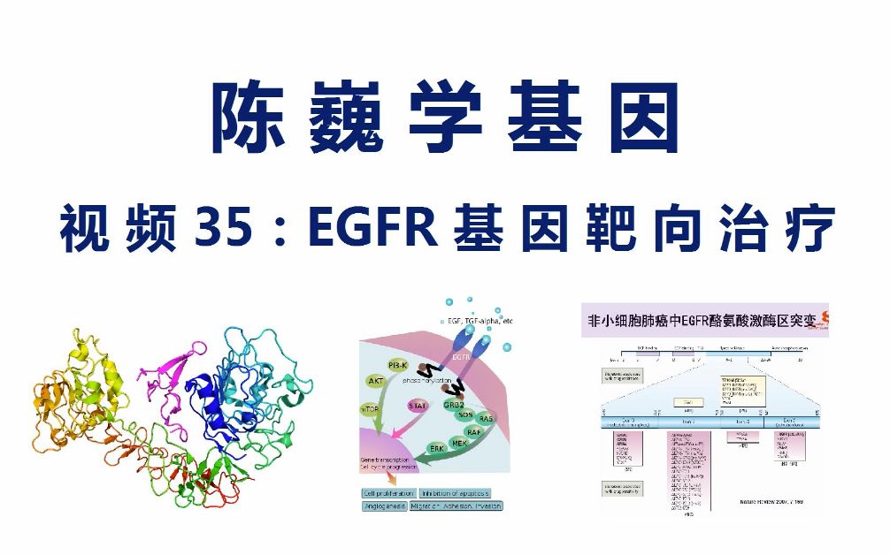 [图]【陈巍学基因】视频35：EGFR基因靶向治疗