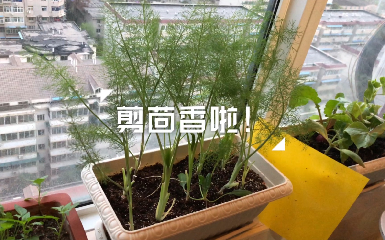 [图]三次元动物森友会：阳台陶渊明线下剪茴香，割茬茴香，一茬接一茬！