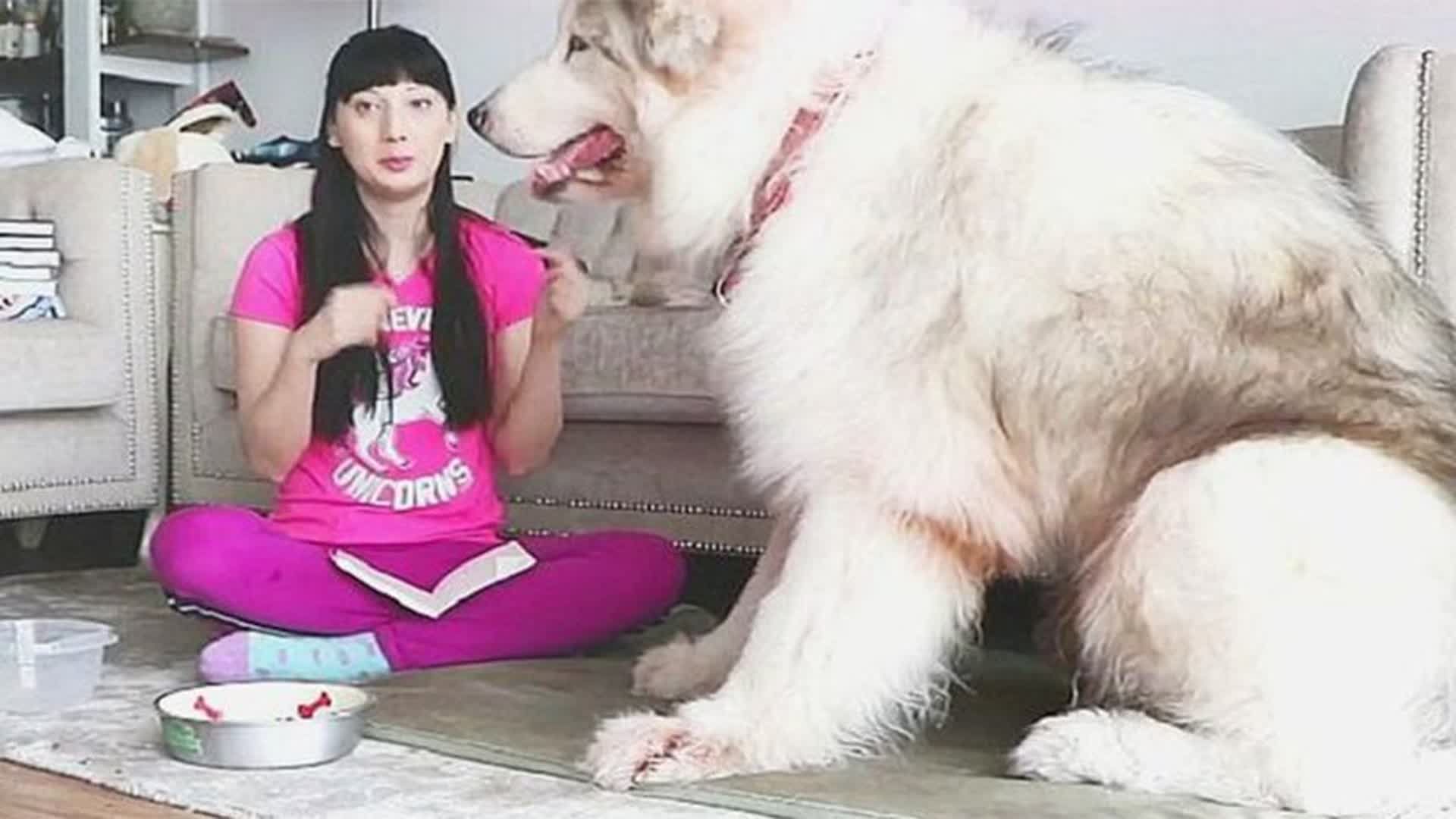 妈妈和猛犬阿拉斯加图片