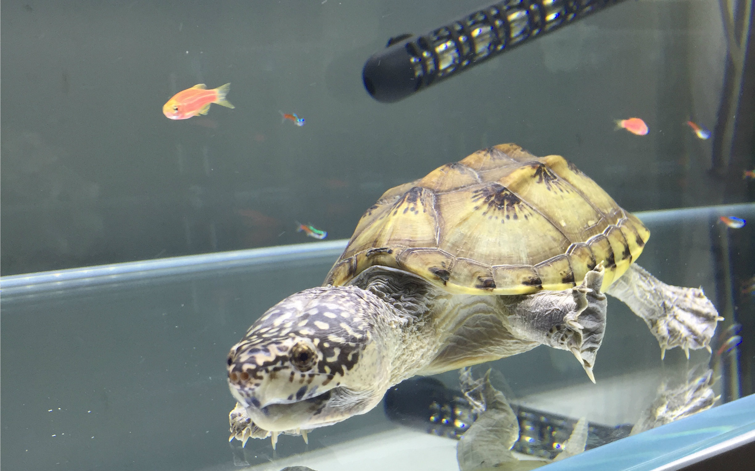 肌肉型宅男 的视频下载页面