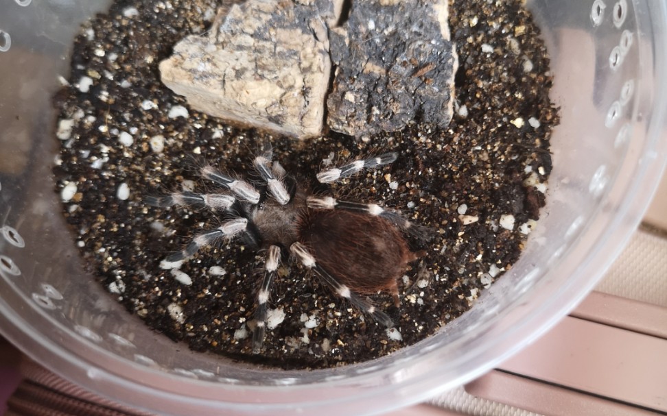 捕鸟蛛 白间红尾 墨西哥红尾_哔哩哔哩 (゜-゜)つロ 干杯~-bilibili