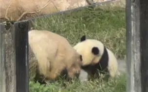 Скачать видео: 二顺妈妈附近必定会固定刷新一只渝可