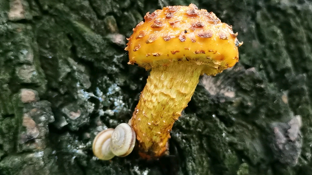 行走的光影……雨后的柳树半生蘑菇