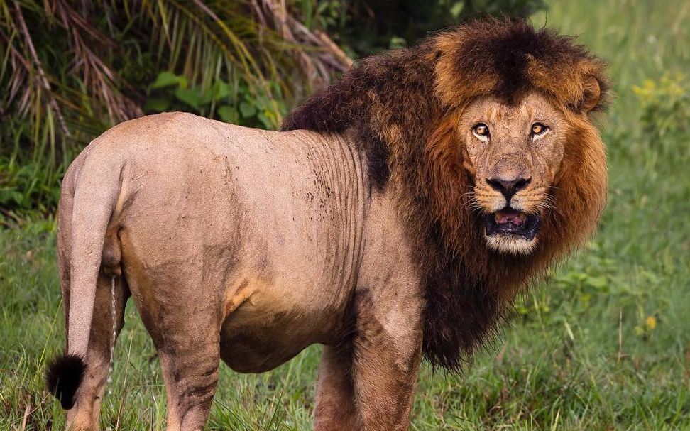 据说是博兹瓦纳体型最大的雄狮 叫勒邦克拉