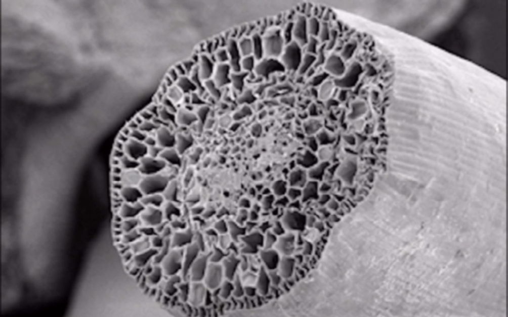 六出花的微观结构