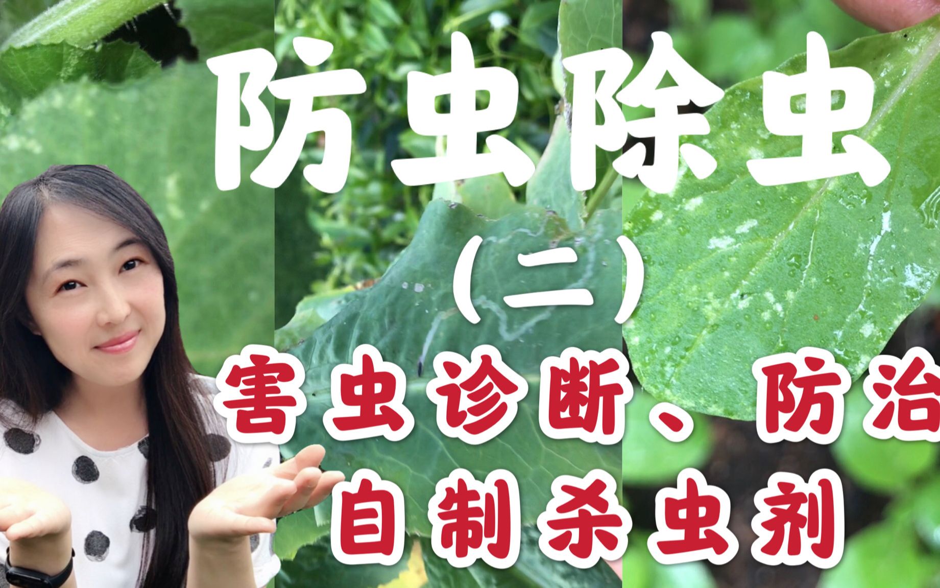 [图]种菜如何防虫除虫-害虫诊断，虫害的防治，自制无毒杀虫剂，教你如何防治蜗牛，鼻涕虫，菜青虫，潜叶蝇，蚜虫，白粉虱