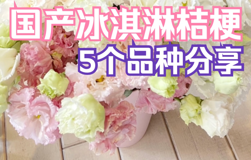 【源儿的花Vol.79】烫头小宝贝|5个国产冰淇淋桔梗品种分享哔哩哔哩bilibili