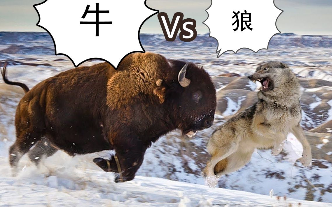 狼群vs 野牛 狼群集体作战捕食野牛 加拿大北部_哔哩哔哩 (゜-゜)つロ