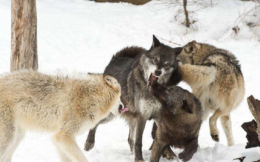 狼和狗到底有多大差距?6只狗群殴1只狼,结果狗一死一伤!