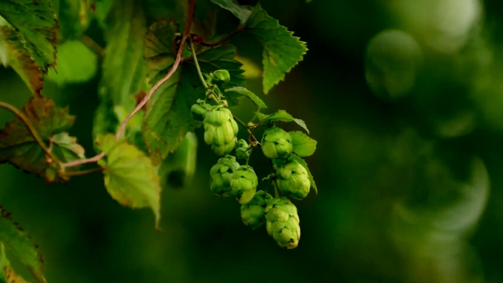 彻丽参与斯托克斯农场的啤酒花收割,藤蔓交织缠绕的酿酒原料!