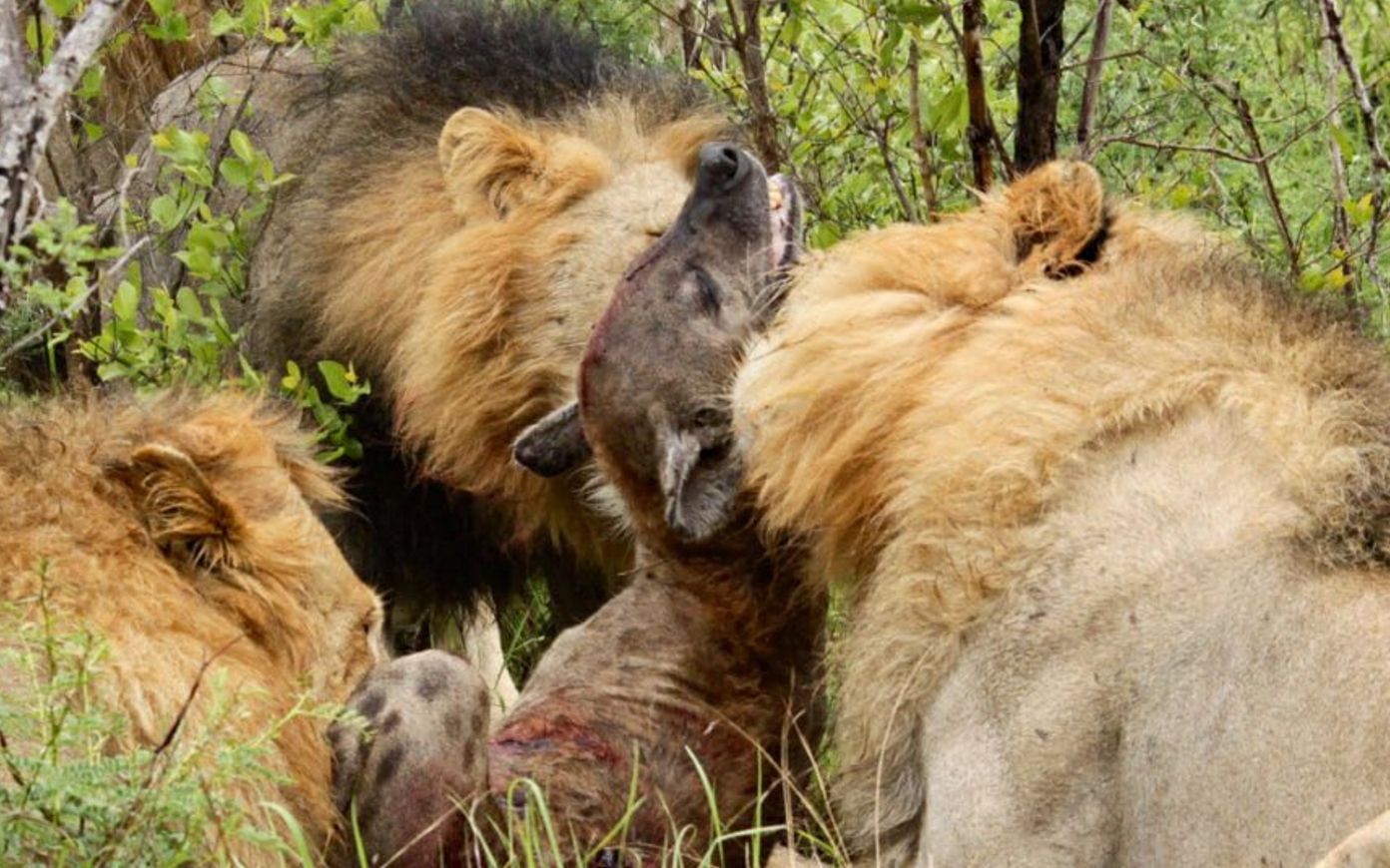 残暴狮vs巨鬣狗图片