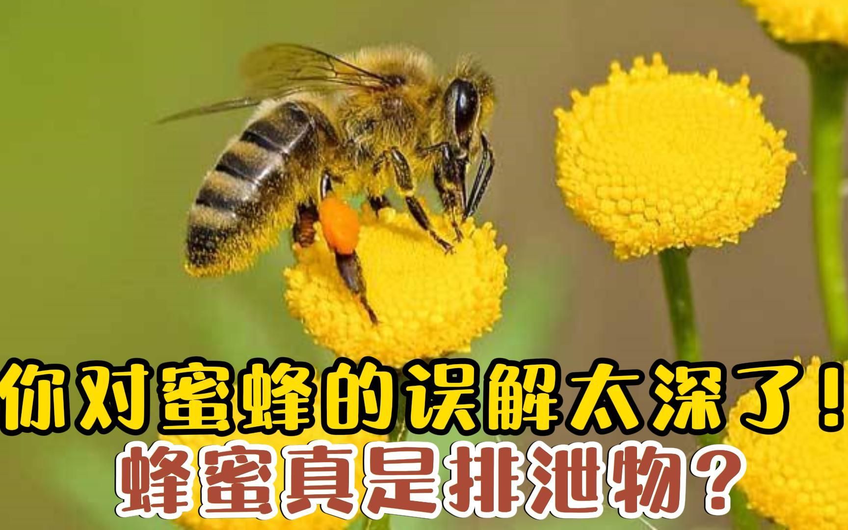 [图]你对蜜蜂的误解太深了，蜂蜜真是呕吐物吗？