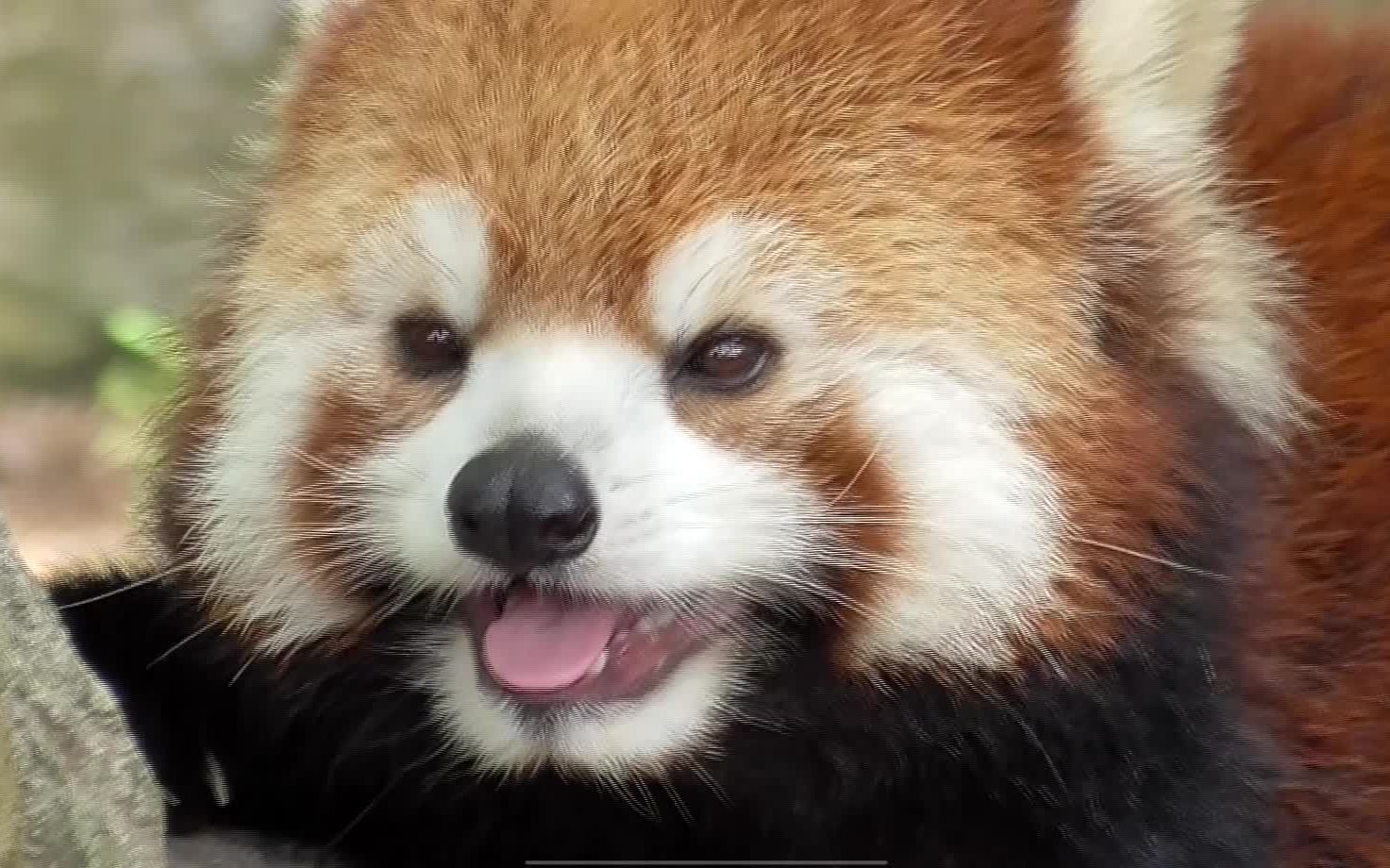 微笑天使,吐着粉嫩小舌头的小熊猫