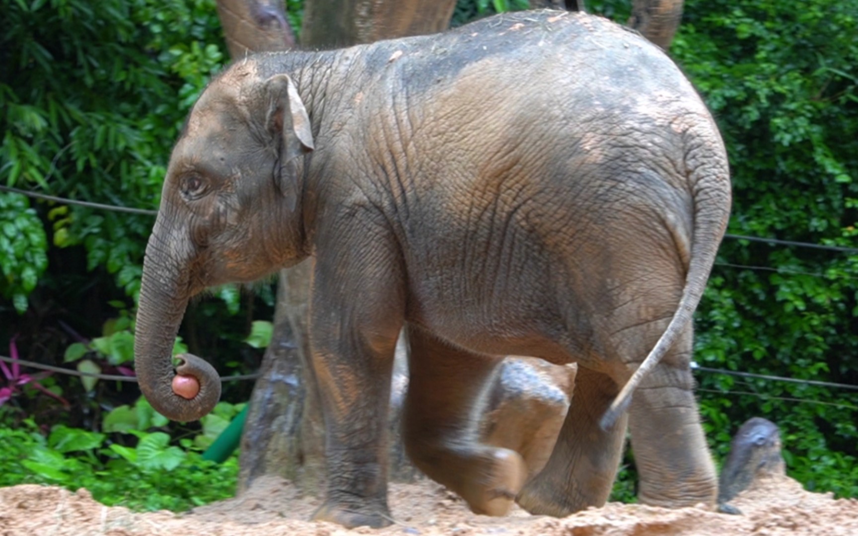 亚洲象威风# 全场最忙碌的小象