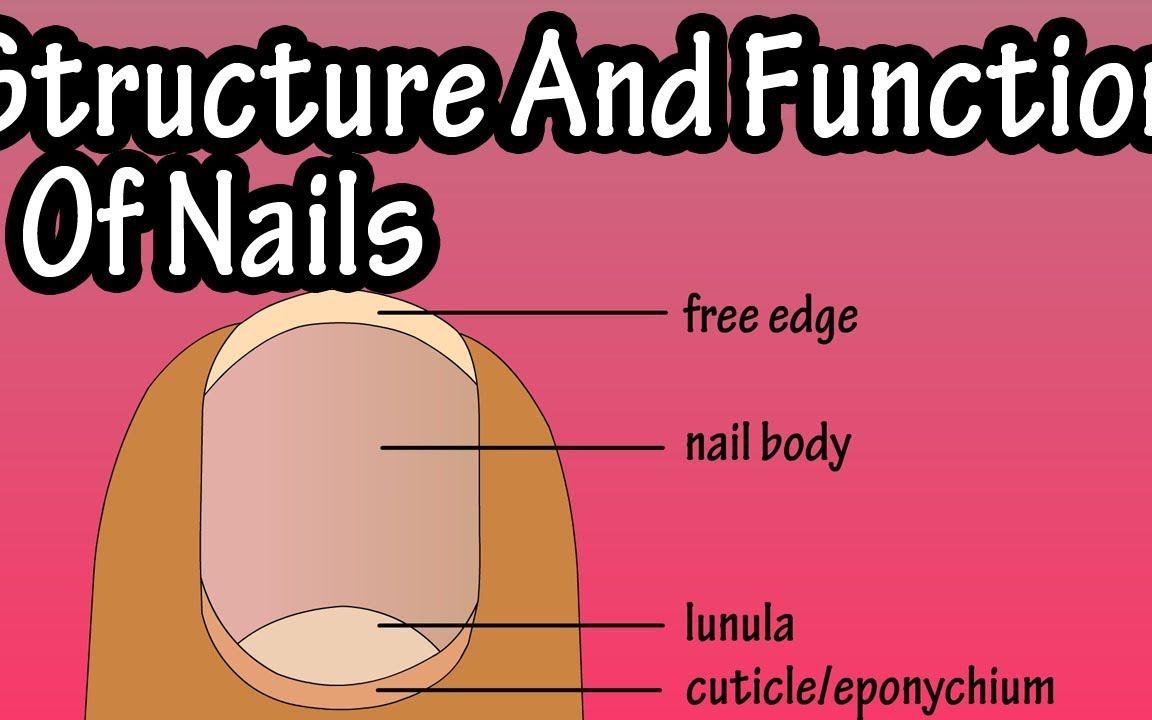 指甲的结构  指甲的功能  指甲的解剖学  为什么我们有指甲?哔哩哔哩bilibili