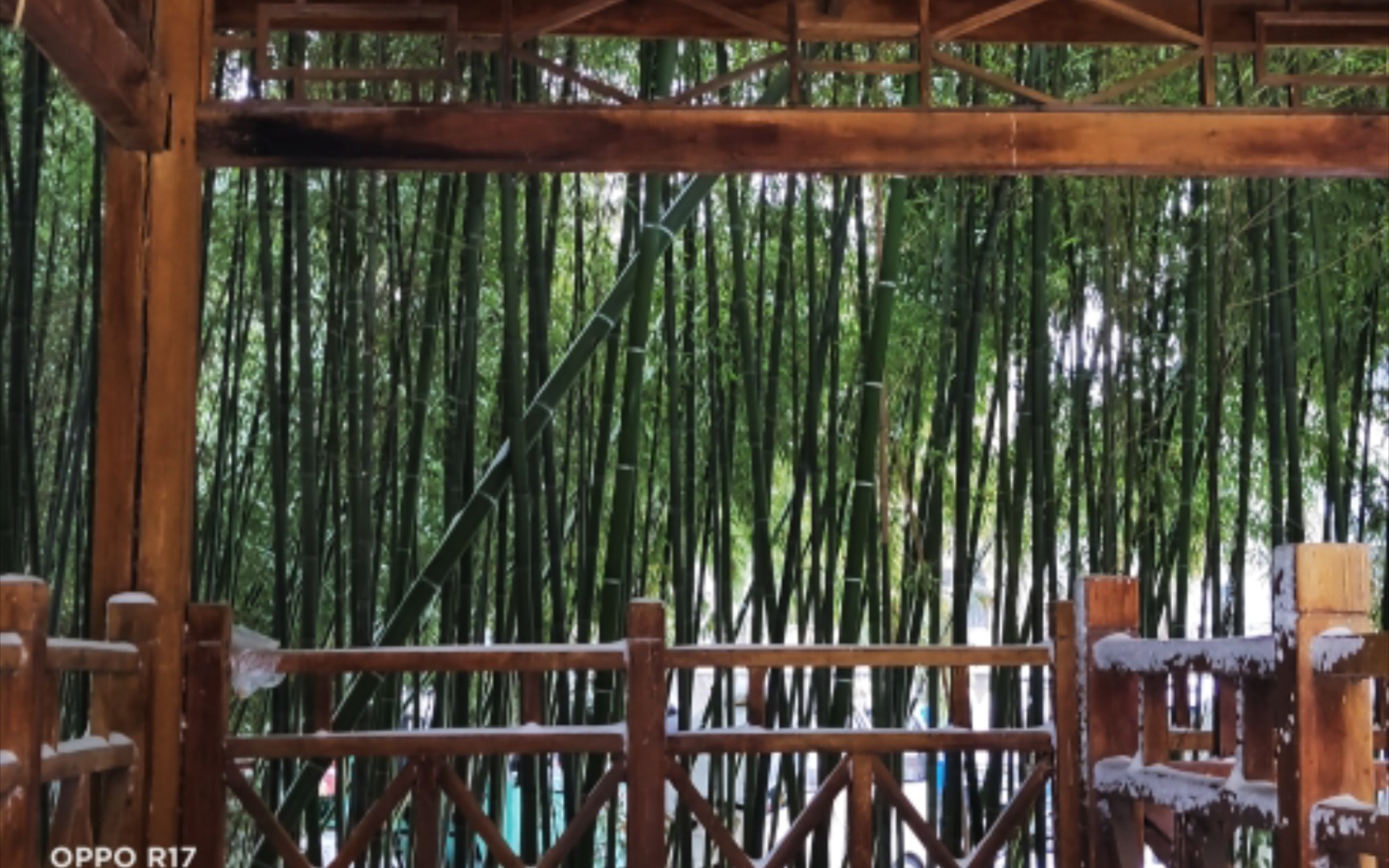 竹影婆娑:光与影的舞蹈在竹林间