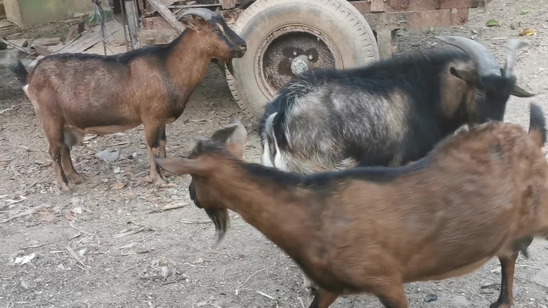 两只母羊看中了同一只帅哥公羊公羊左右为难长得帅也是一种醉