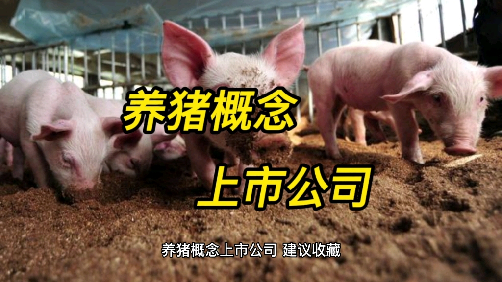 养猪概念上市公司哔哩哔哩bilibili