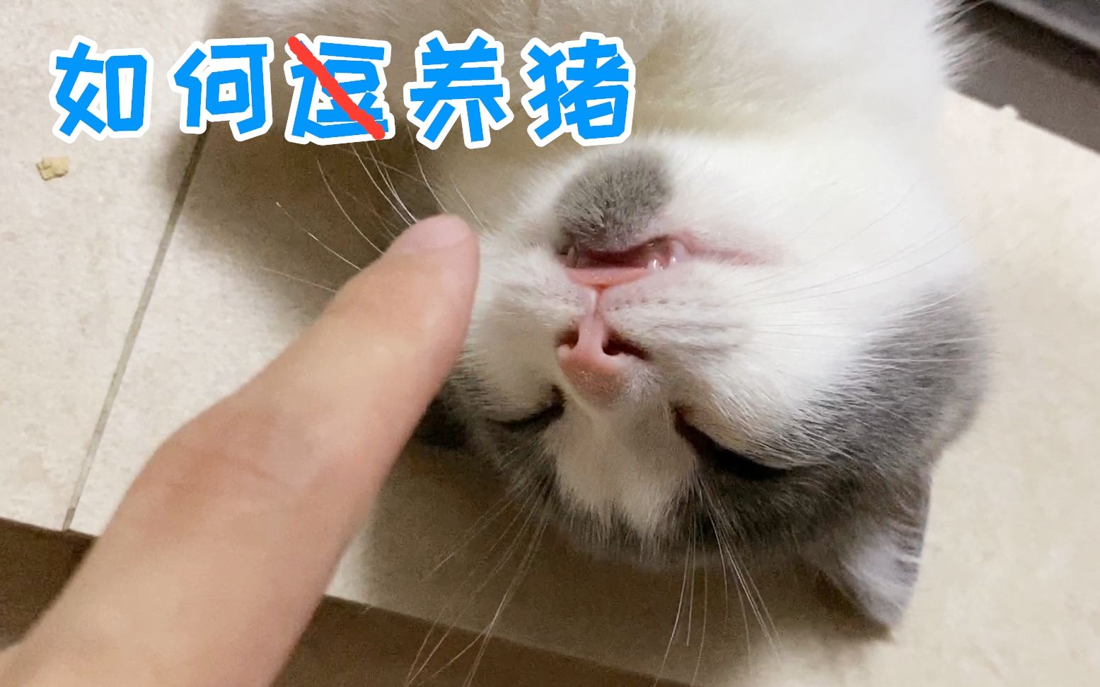 普通人养好一只猫很难吗?养猫技巧干货篇哔哩哔哩bilibili