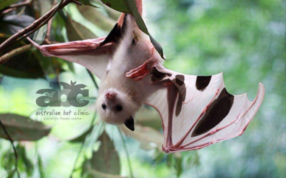 【狐蝠】失去母亲的稀有白化狐蝠宝宝获救,现已康复,雄性灰头狐蝠