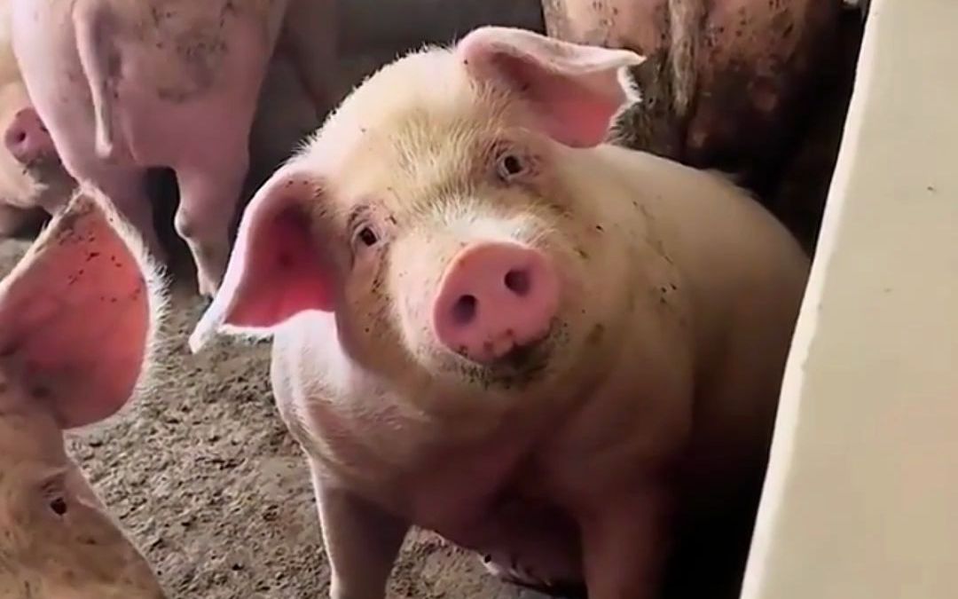 就算你变成猪我也一样认得你,哪怕等你一万年!