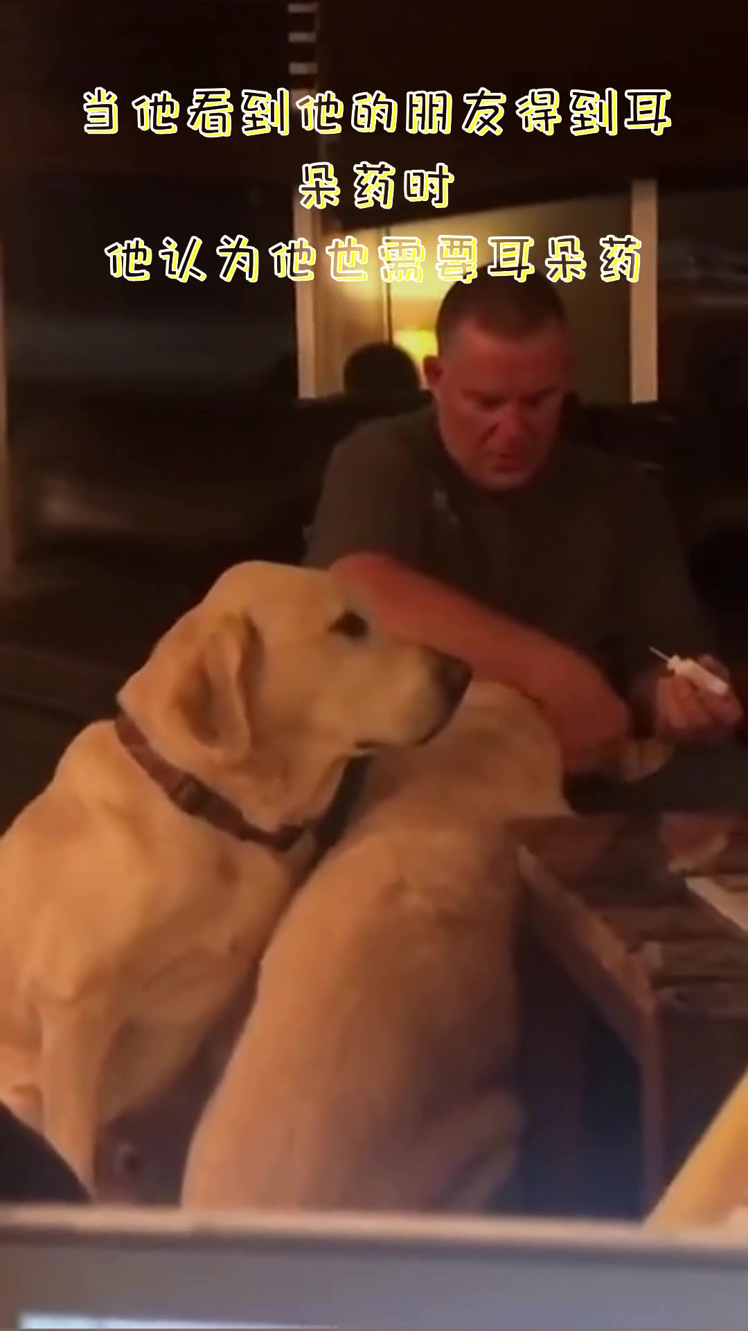 [图]Pupper thinks he needs ear medicine too when he sees his friend getting it | 当他看