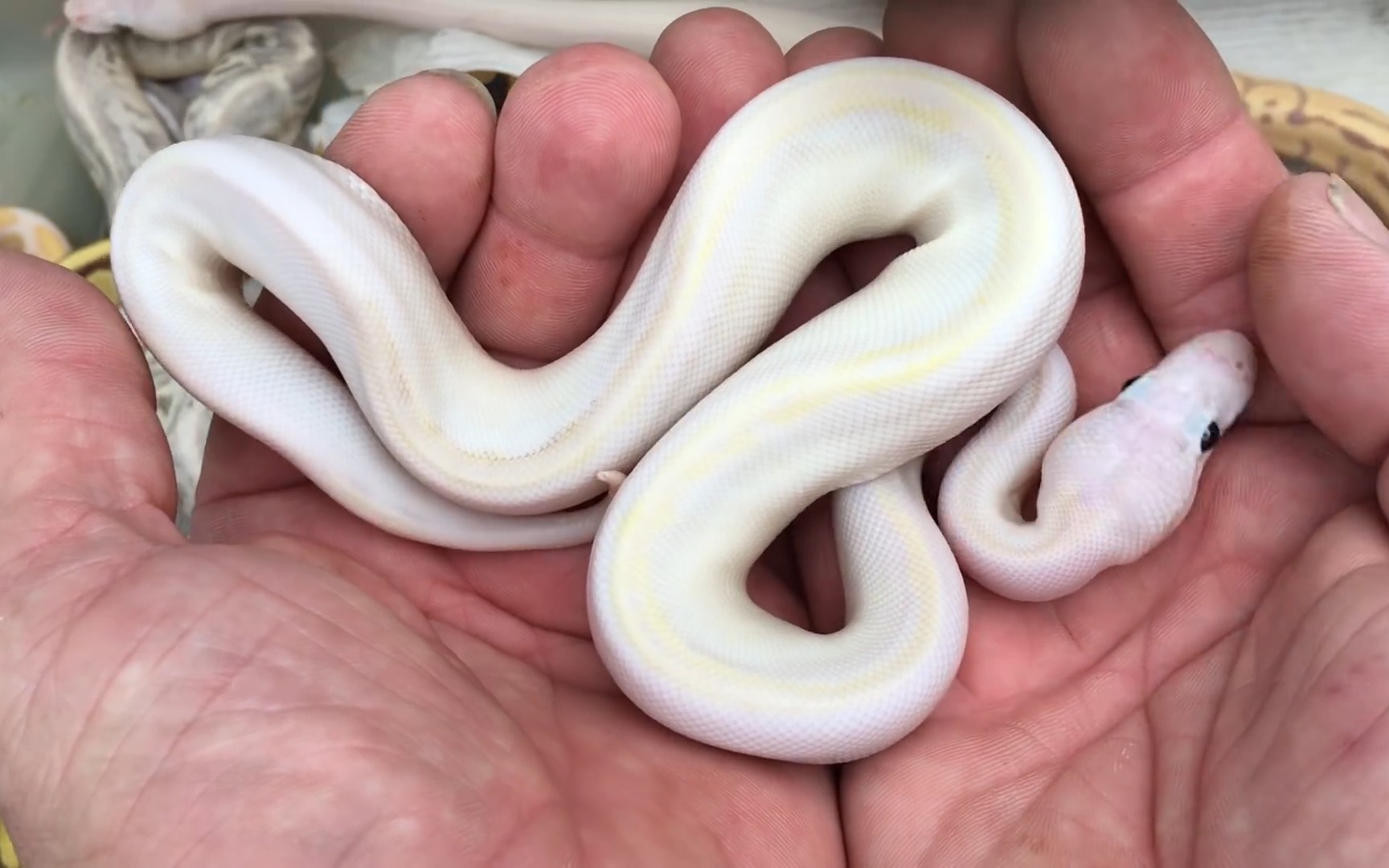 可爱胆小害羞的球蟒里出了一只脾气暴躁的小可爱超凶