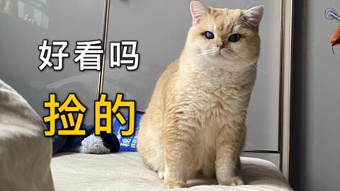 花1000块买的金渐层 养了半年颜色变成狸花猫 简直无法接受 哔哩哔哩 Bilibili