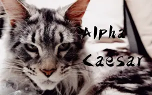 Скачать видео: 猫界顶级Alpha