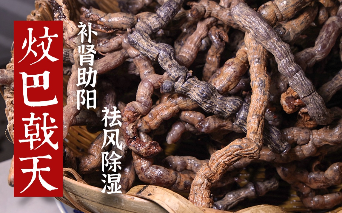 广东道地药材粤八味:巴戟天 补肾助阳