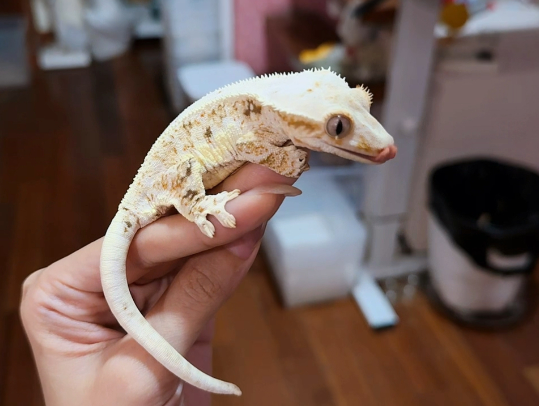 超乖巧的顶级满纹奶油莉莉白~05