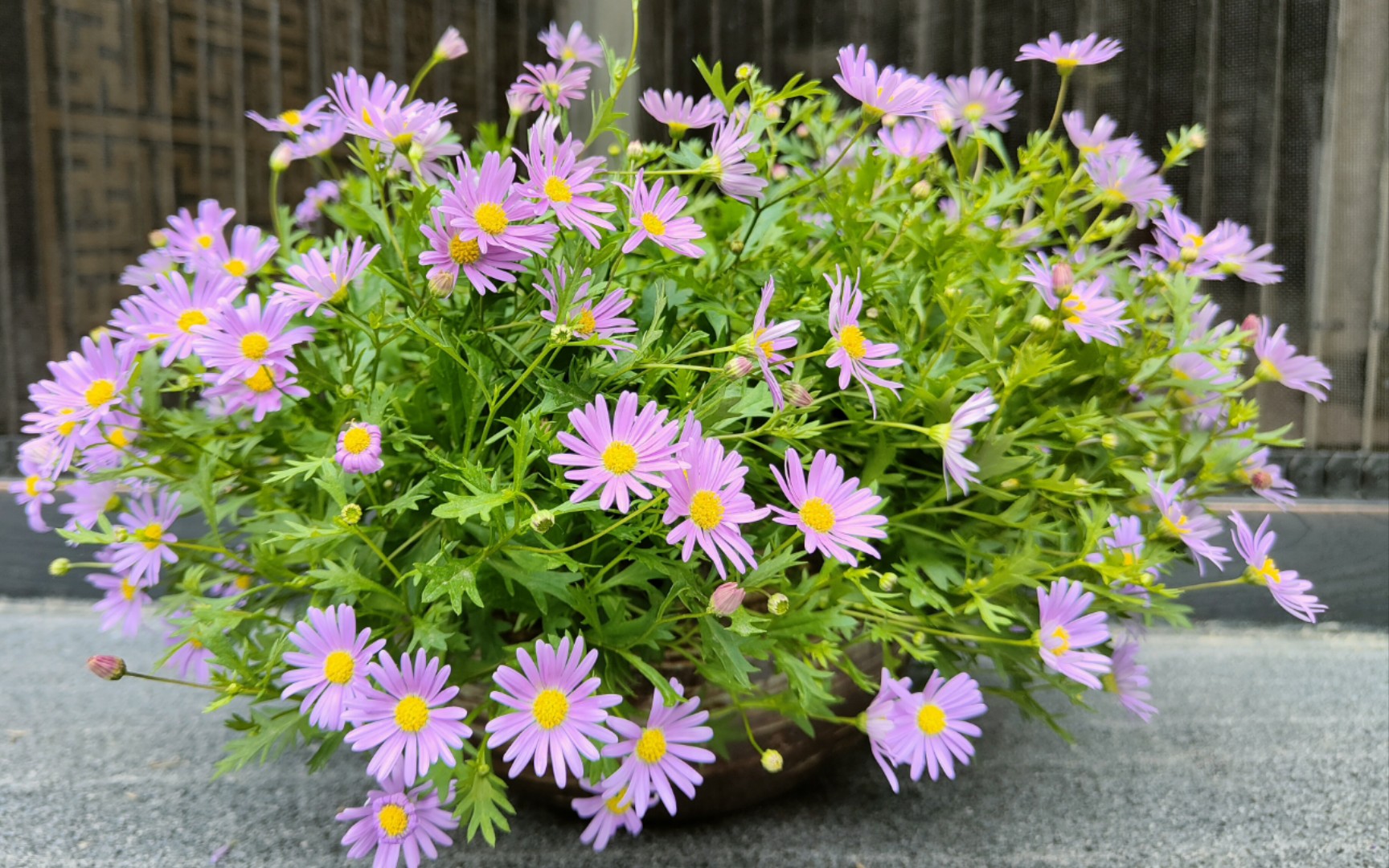 开花机器姬小菊剃头后28天爆花