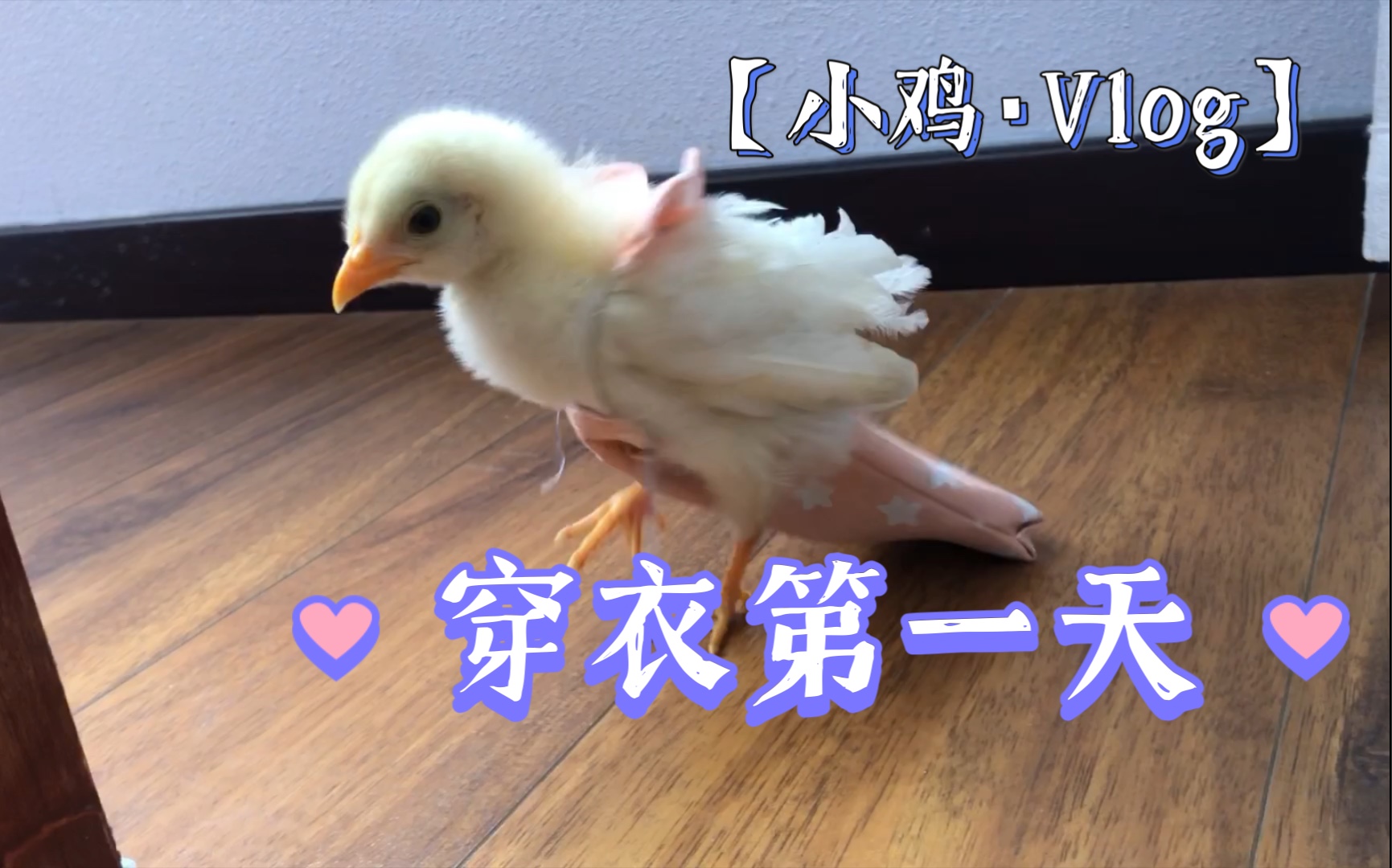 小鸡穿上衣服的第一天!由趴着吃早饭到满屋乱跑!