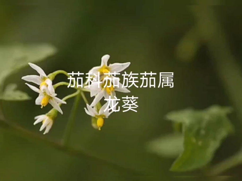 植物科普龙葵哔哩哔哩bilibili