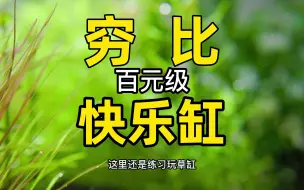 Descargar video: 穷，入坑百元级快乐缸