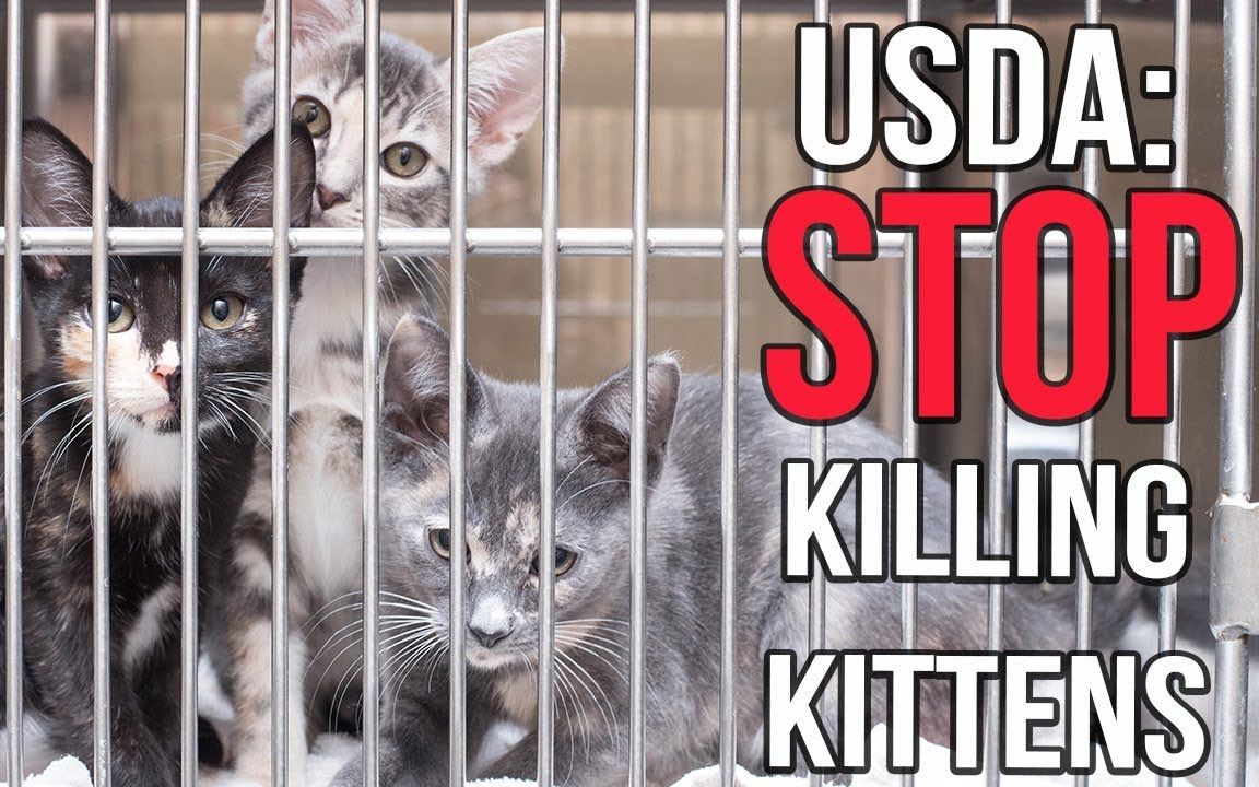 【kitten lady】告诉usda停止杀死小猫