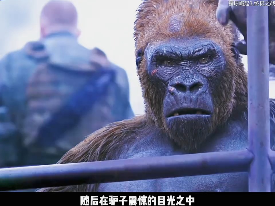 凯撒为了族人的安全只能任由上校蹂躏 #科幻 #猩球崛起终极之战 #影视