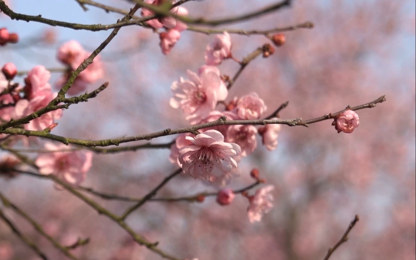 [图]2021年2月中下旬的凤凰沟，寒梅正盛，玉兰飘香